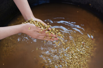 Close-up of hands selecting fresh coffee beans from the farm before they are dried before roasting.	