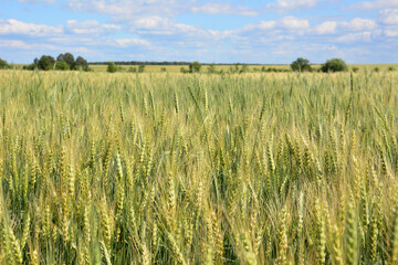 a close up of Ripening Wheat Field Under a Summer Sky