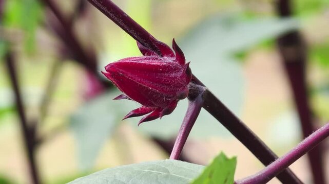 Close up of Roselle flower in nature garden