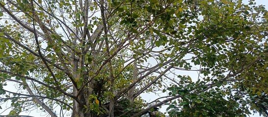 Bodhi Tree Branches and Green Leaves Against the Sky