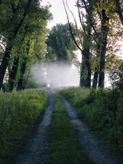 Fototapeta premium forest road in the fog