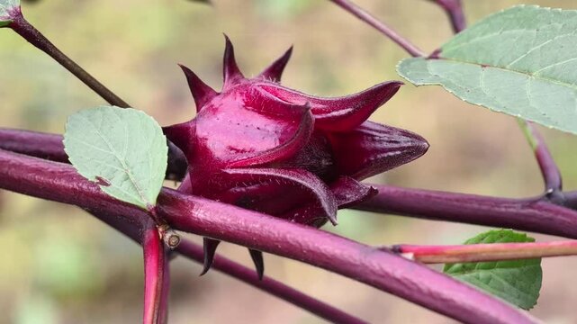 Close up of Roselle flower in nature garden