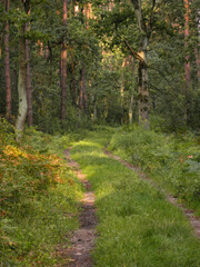 Obraz premium overgrown road in the forest