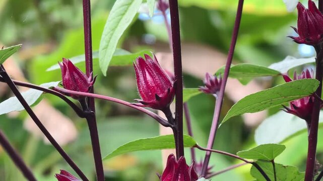 Close up of Roselle flower in nature garden