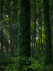Fototapeta premium sun rays falling on a tree covered with ivy