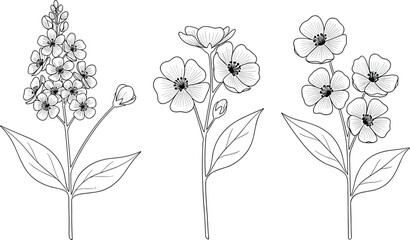 Hand drawn wild flowers set, black and white floral sketch, botanical illustration for coloring book, vector design element, isolated art.