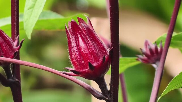Close up of Roselle flower in nature garden