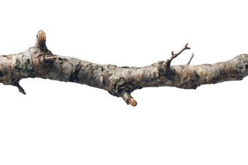 Ethereal Branch: A solitary branch, its weathered form a testament to nature's resilience, stands in stark contrast.