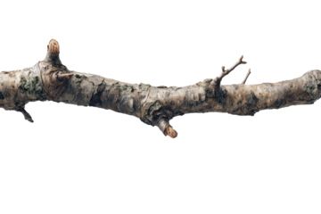 Ethereal Branch: A solitary branch, its weathered form a testament to nature's resilience, stands in stark contrast.