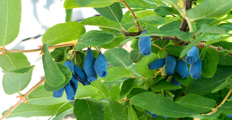 Honeysuckle berries on a bush. Blue berry.