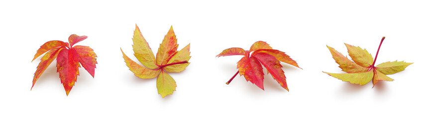 Autumn red leaves of wild grapes Virginia creeper, isolated set on white background. Floral design element.	