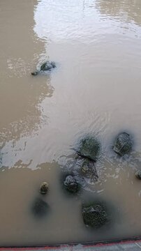 Turtles swimming in water.  Many turtles swim in the water. A group of  turtles.