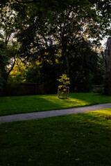 Young tree illuminated by golden light in a quiet park