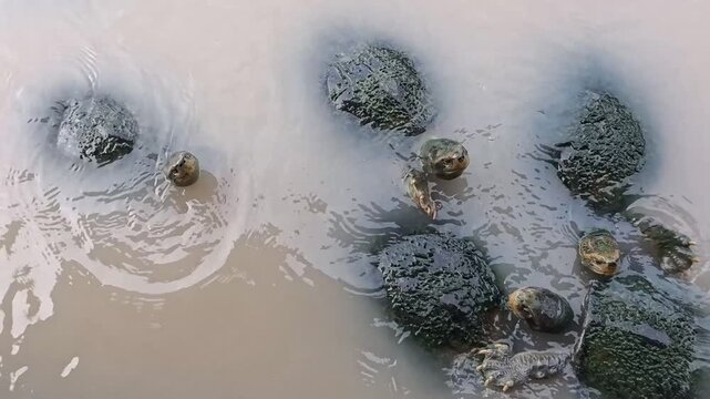 Many turtles in the pond