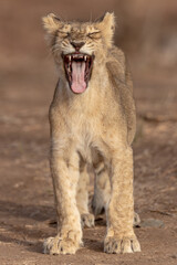 lion cub panthera leo