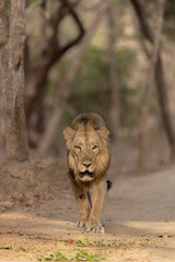 lion walking head on