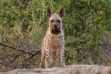 Indian Striped Hyena 