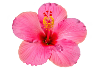 Vibrant fuchsia hibiscus flower in macro detail isolated on transparent background