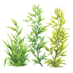 Fototapeta premium fresh herbs on white background