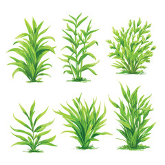 Obraz premium fresh herbs on white background