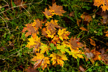 Colorful autumn maple leaves. Close-up of vibrant autumn maple leaves in the forest on small tree, showing natural seasonal colors and texture.