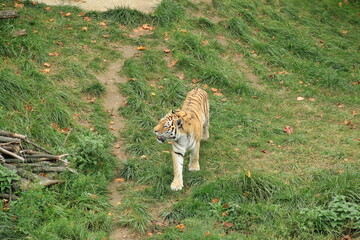 Majestic Bengal Tiger in Natural Habitat European Wildlife