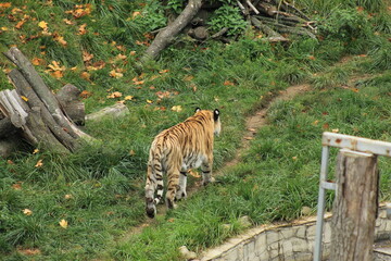 Calm Young Bengal Tiger Outdoors Nature and Wildlife Photography