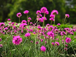 Blooming Armeria maritima or sea thrift flowers in a green park, growing in grass with trees softly blurred in the background. A natural summer floral scene.