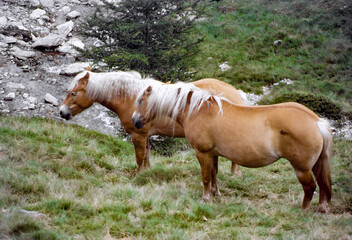 Horses along the road to Monte Giovo Pass, Bolzano province, Italy, at summer