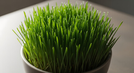 Vibrant green wheatgrass growing in a pot, symbolizing health and freshness.