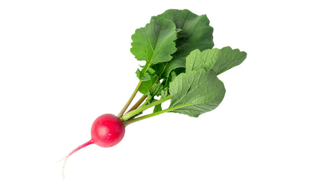 Fresh red turnip with leaves isolated on transparent background, a healthy root vegetable ingredient for vegetarian salad - Powered by Adobe