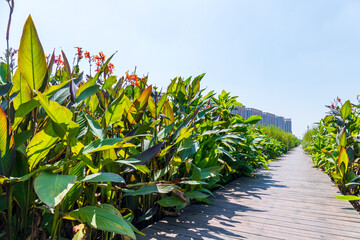 The red-flowered canna lilies on both sides of the wooden boardwalk
