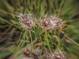False dandelion seed heads parachutes, wide angle macrophotography captured in a field in the eastern Andean mountains of Colombia, near the Iguaque natural reserve.