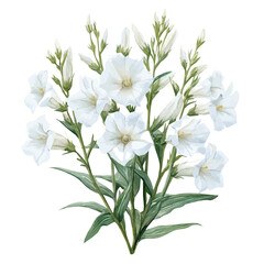 Nicotiana Alata Flower, watercolor drawing vector, isolated on a white background.