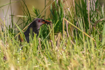 A female great thrush half hidden in the grass with some leaves in its beak, in a forest in the eastern Andean mountains of central Colombia, near the Iguaque natural reserve.