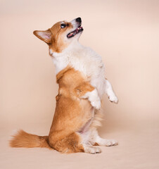 Welsh Corgi Dog Standing on Its Hind Legs Performing a Trick