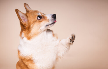 Close-Up Portrait of a Corgi Dog Licking Its Lips