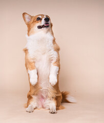 Welsh Corgi Dog Standing on Its Hind Legs Performing a Trick