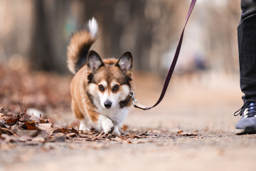 Happy Corgi Dog Sitting on a Trail during a Walk in the Forest