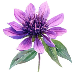 Monarda Flower, watercolor clipart vector, isolated on a white background.