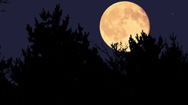 Full Moon with stars, planets and rural countryside tree silhouettes. Time-lapse video.	
