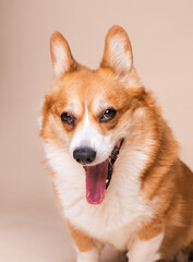 Close-Up Portrait of a Corgi Dog Yawning with Wide Open Mouth