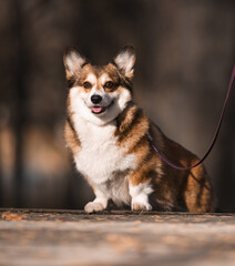 Corgi Dog on a Leash During an Autumn Walk in the Park