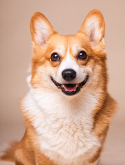 Corgi Dog Headshot Portraits in a Studio Setting