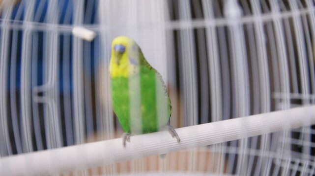 Green budgie parrot perching inside a cage