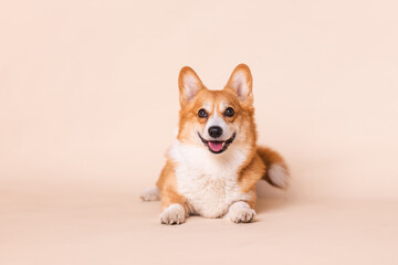 Close-Up Portrait of a Corgi Dog Yawning with Wide Open Mouth