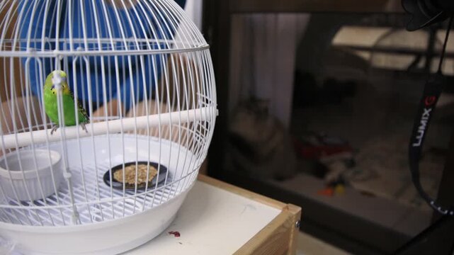 Curious cat watching green budgie inside cage