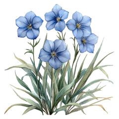 Naklejka premium Ipheion Flower, watercolor clipart vector, isolated on a white background.