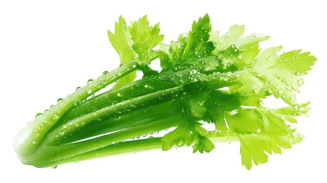 Fresh celery leaves glisten with refreshing water droplets close up shows vibrant green celery leaves covered in moisture