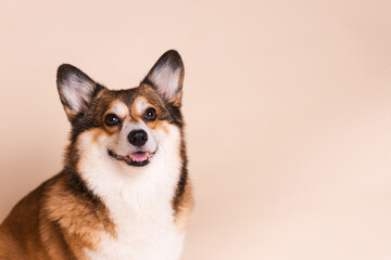 Corgi Dog Headshot Portraits in a Studio Setting